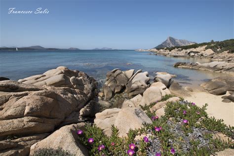 Colori Di Sardegna Spiaggia Delle Vacche San Teodoro Fra Salis