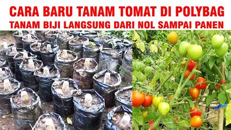 METODE TERBARU CARA MENANAM TOMAT DI POLYBAG TANAM BIJI LANGSUNG DARI