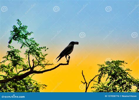 The Crow Stock Photo Image Of Waiting Crow Alone 137058776