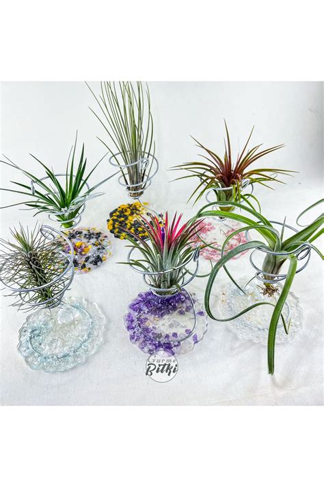 Gurme Bitki Gem Stand Amethyst Hava Bitkisi Tillandsia Saksısı Air