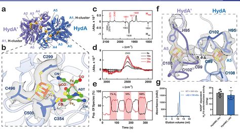 Figure From Molecular Basis Of The Electron Bifurcation Mechanism In