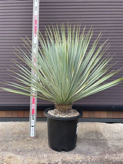 Yahoo オークション ユッカロストラータ Yucca rostrata31