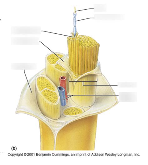 Nervous Tissue: Structure Diagram | Quizlet