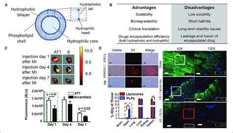 Liposomes For Active Targeting Of Infarcted Heart A Schematic