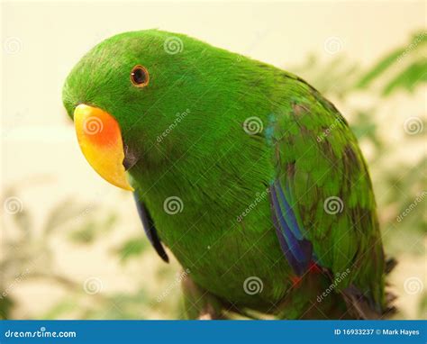 Exotic Bird Stock Image Image Of Lory Feather Exotic 16933237