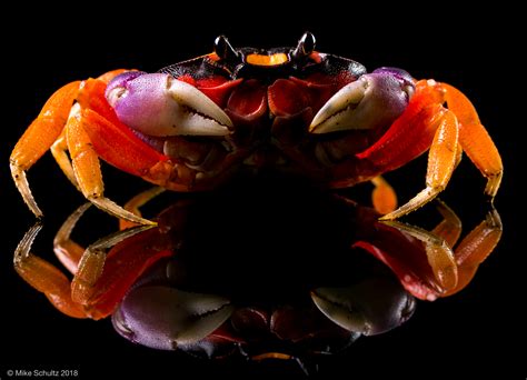 halloween crab | Outback Reptiles