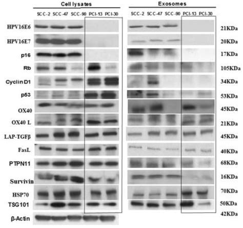 Western Blot Wb Profiles Of Cell Lysates And Of Matching Exosomes Download Scientific