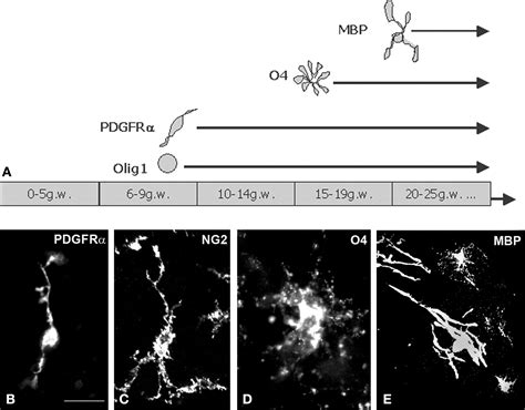 Frontiers Oligodendrocyte Development And The Onset Of Myelination In