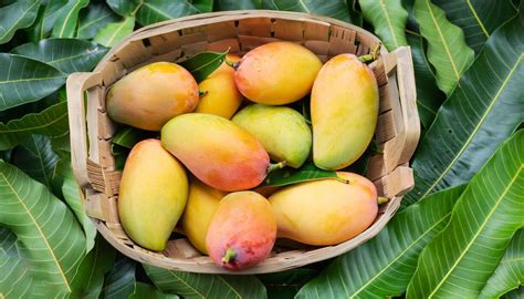 mango basket stock  images  backgrounds