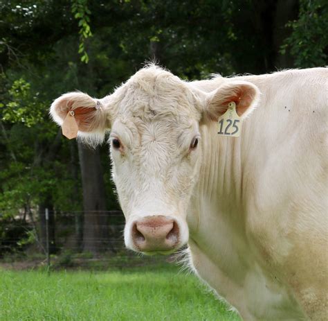 Charolais Bull Head