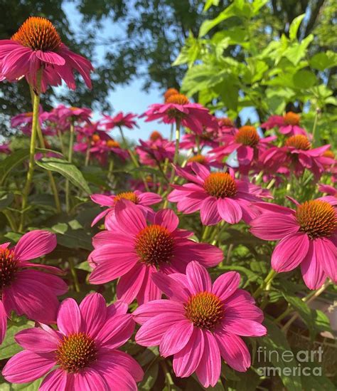 Pink Coneflowers Photograph by Shannon Amos - Fine Art America