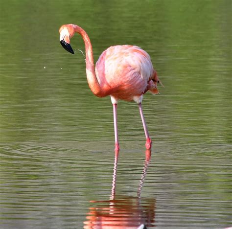 Birds Flamingos of the Galapagos | Nature