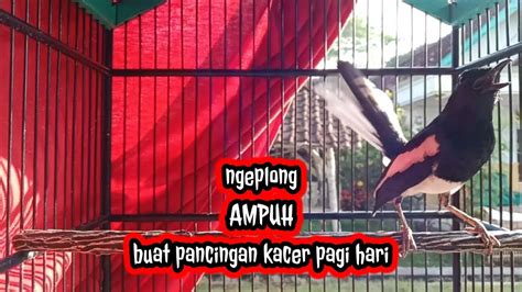 Kacer Gacor Ngeplong Ampuh Buat Pancingan Kacer Dipagi Hari Youtube