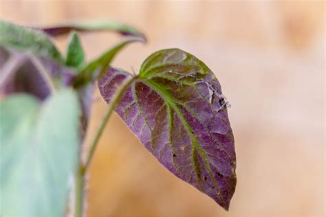 Raisons Pour Lesquelles Vos Feuilles De Tomates Deviennent Violettes