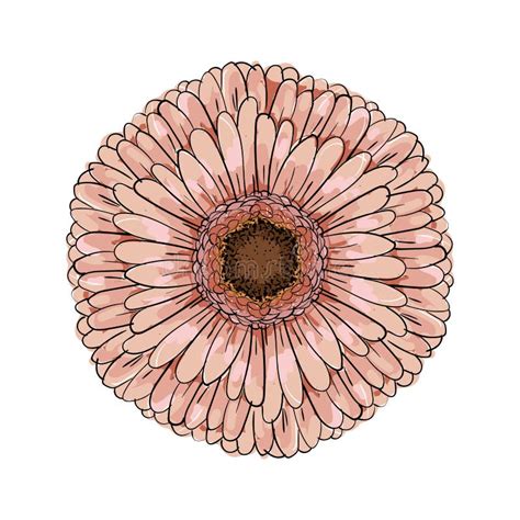 Grande Fiore Di Fioritura Della Gerbera Vettore Disegnato A Mano Dell