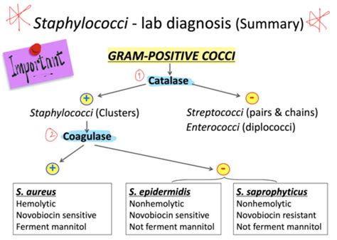 Gram Positive Bacteria Flashcards Quizlet