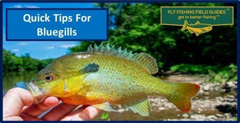 Quick Tips For Bluegill Fly Fishing Fly Fishing Field Guides