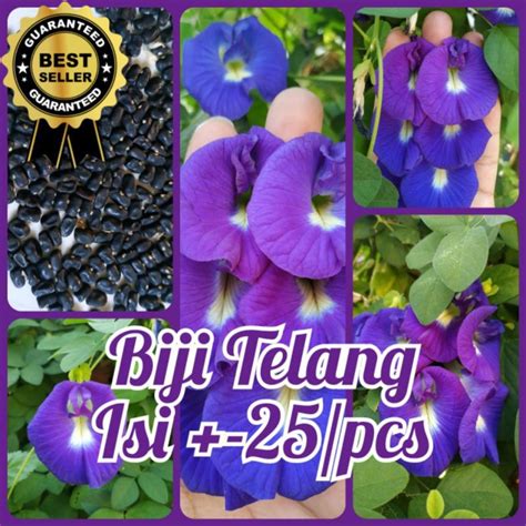 Jual Biji Bunga Telang Isi Pcs Flower Seeds Benih Tanaman Hias Taman