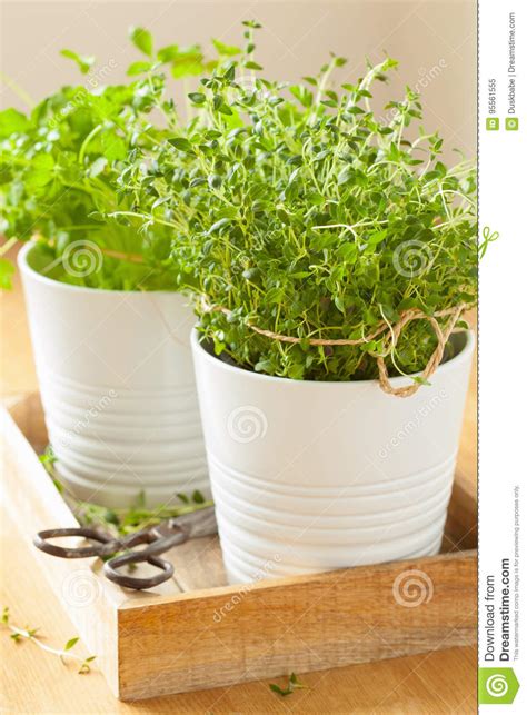 Fresh Thyme Herb In White Pot Stock Image Image Of Spicy Cuisine