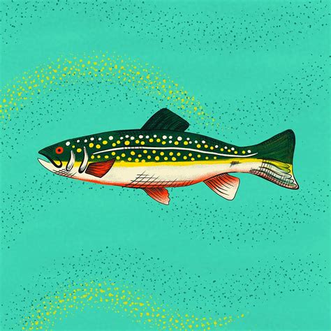 30 Best Trout Illustration Ideas You Should Check