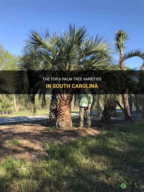 The Top 6 Palm Tree Varieties In South Carolina Shuncy