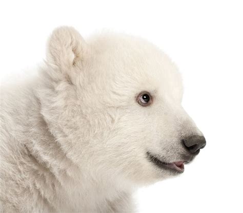 Cachorro Del Oso Polar Maritimus Del Ursus Meses Imagen De Archivo