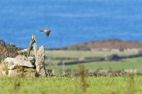 Ecology Surveys Cornwall Environmental Consultants