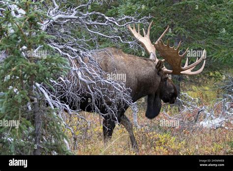 Moose Alaska Dewlap Hi Res Stock Photography And Images Alamy