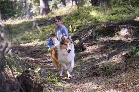 Foto Zum Film Lassie Ein Neues Abenteuer Bild Auf Filmstarts De