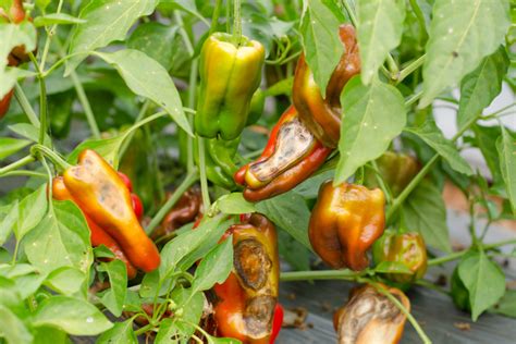 Enfermedades Del Pimiento Huerto En Casa