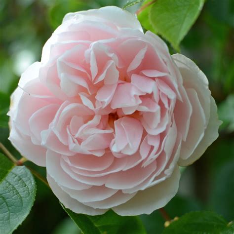 David Austin English Roses Plants Yarnton Home Garden