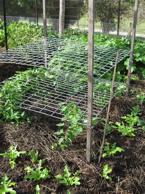 Plant Trellises For Tomatoes At Mary Mills Blog