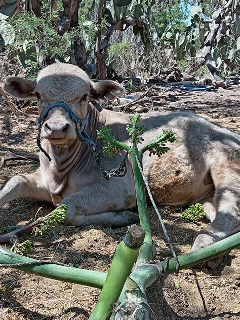 Joel Carrizales Avila