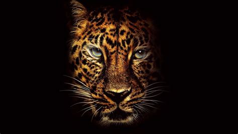 Black Jaguar Wallpapers - 4k, HD Black Jaguar Backgrounds on WallpaperBat