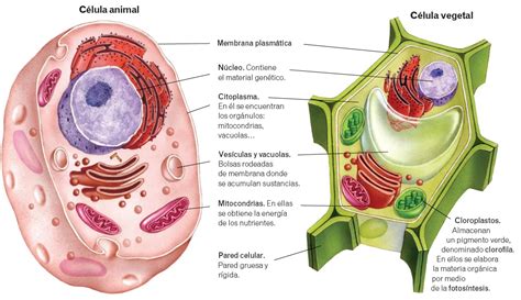 La Célula Eucariota Y Sus Partes