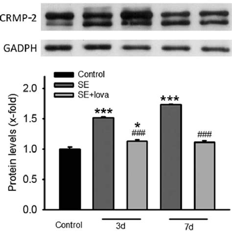 Lovastatin Significantly Alter The Expression And Phosphorylation