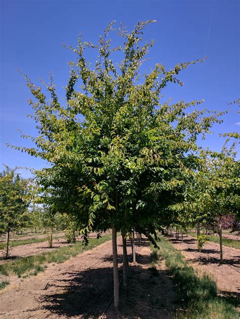 persian parrotia tree 4