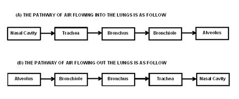 Chapter 1 Respiration