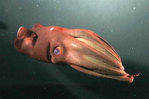 Deep-Sea Creatures Photos