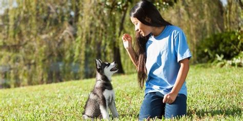 First Puppy Training Classes Every Puppy Needs - Pet Parent Playbook