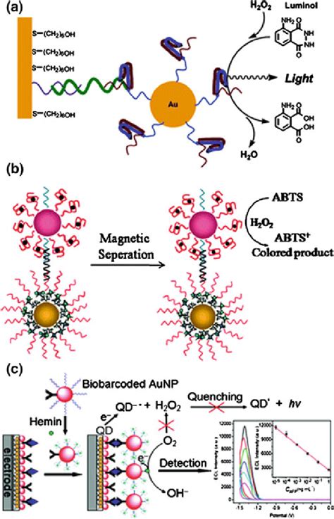 Telomerase Activity