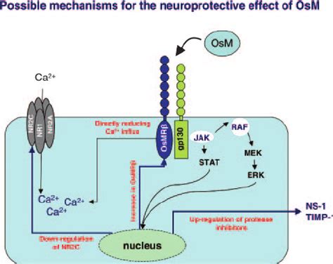 Schematic Representation Of The Proposed Neuroprotective Mechanism Of