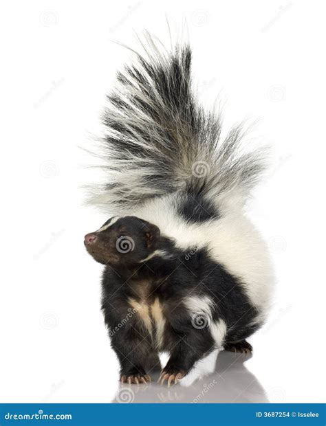 Striped Skunk - Mephitis Mephitis Stock Image | CartoonDealer.com #3687469