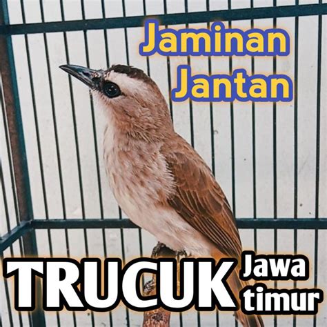 Jual Burung Trucuk An Jantan Jawa Timur Bahan Pilihan Rawatan Shopee