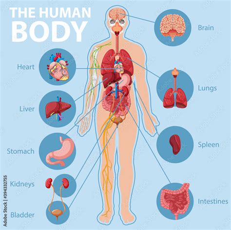 De Vrouwelijke Anatomie Van Het Menselijke Lichaam Stock Illustratie