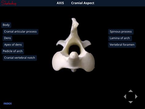 Axis Vertebra Cranial Aspect Diagram Quizlet