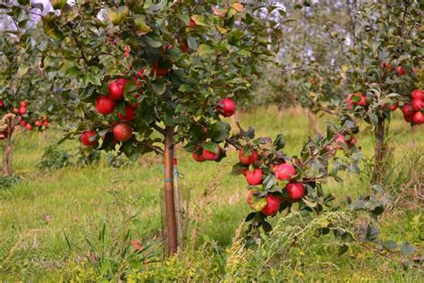 Liberty Apple Facts And How To Grow Plantura