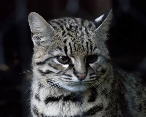 Geoffroy's Cat - Facts, Diet, Habitat & Pictures on Animalia.bio