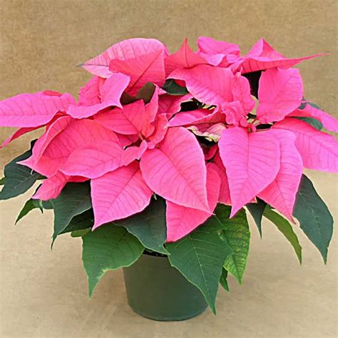 Poinsettia Plant Care Instructions with List of Types & Pictures