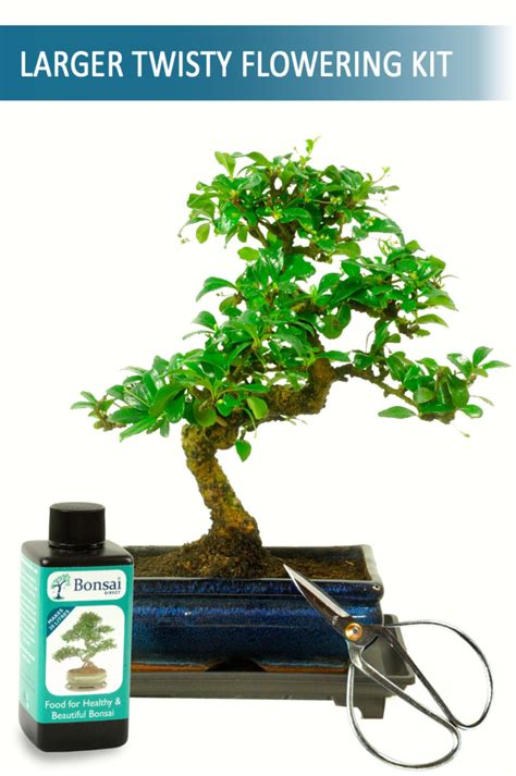 Amazing Office Bonsai Tree In 2023 Check It Out Now Leafyzen